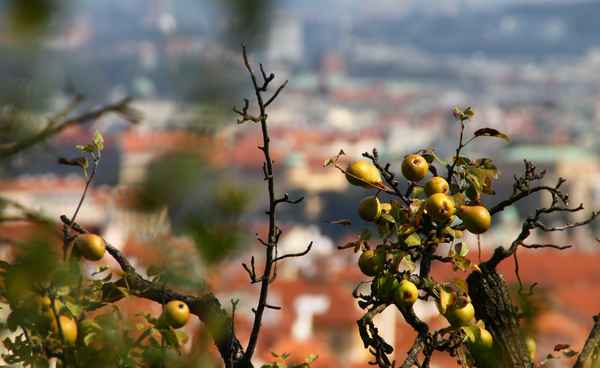 Gereift unter der Sonne Prags