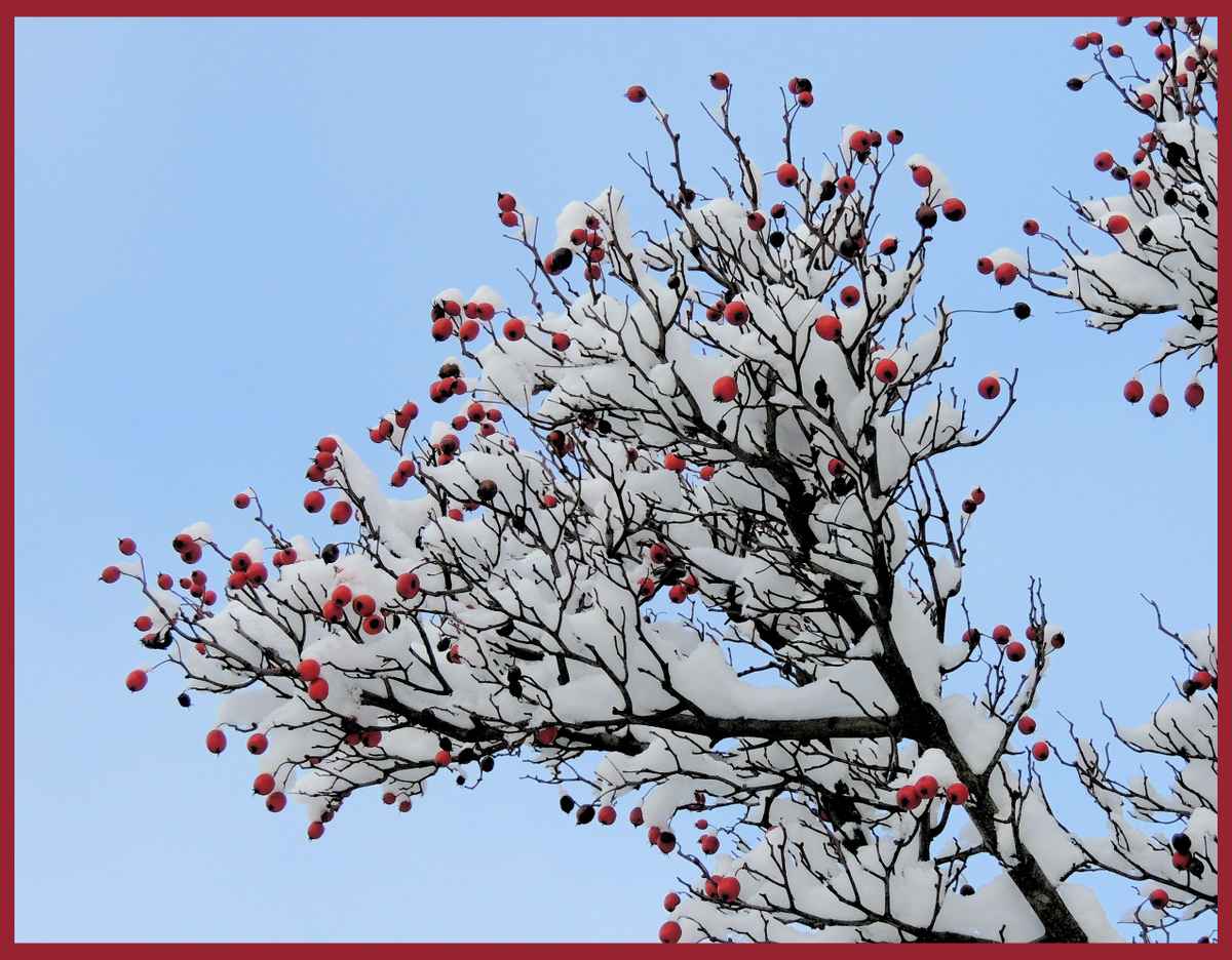 Verschneite Hagebutten