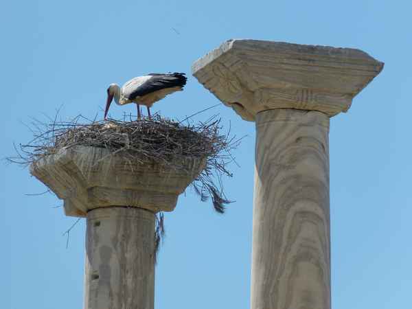 "Antiker" Storch 1