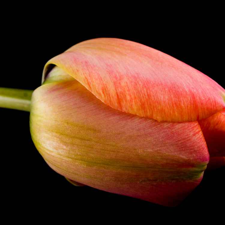 Yet another Tulpenbild III