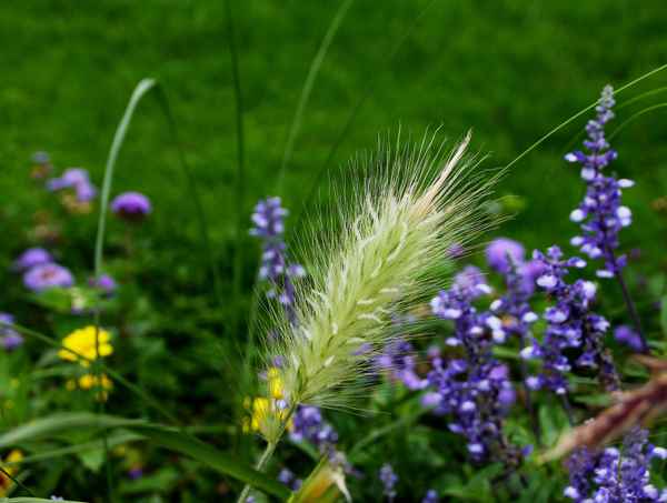 Spätsommer.Träume 03