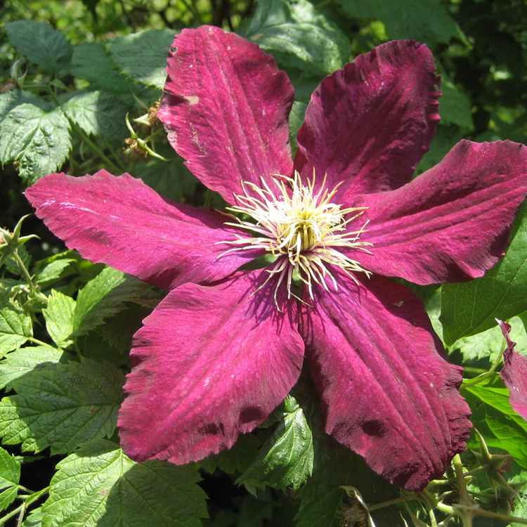 Riesengroße Clematis
