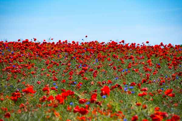 Klatschmohn Feld