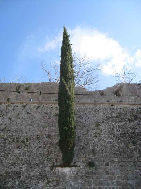 Das Leben an und in der Mauer