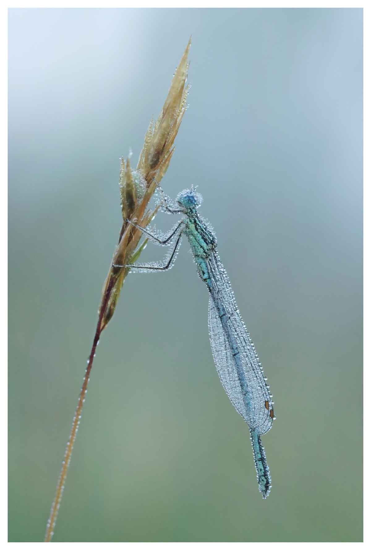 Kleinlibelle