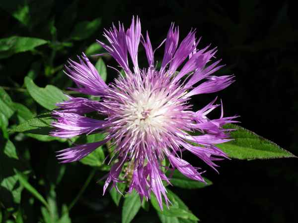 Makroaufname einer  Blüte