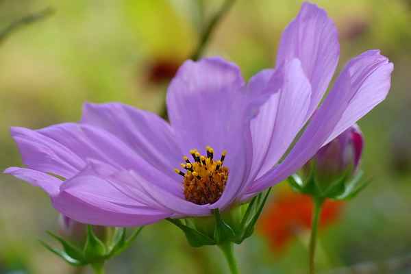 Sommertraum