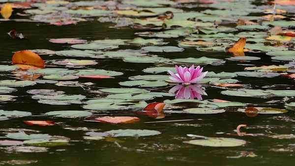 Teich Farben