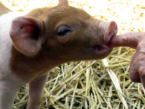 Rotbraunes Husumer Schwein vom Lütjensee im Grossraum Hamburg