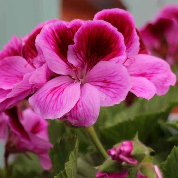 Geranienblüte
