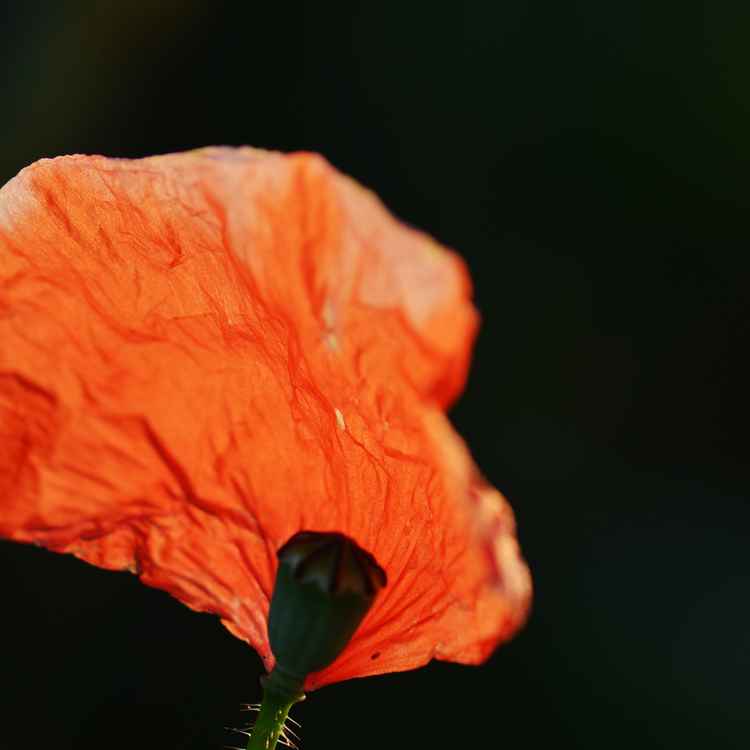 Mohnblume