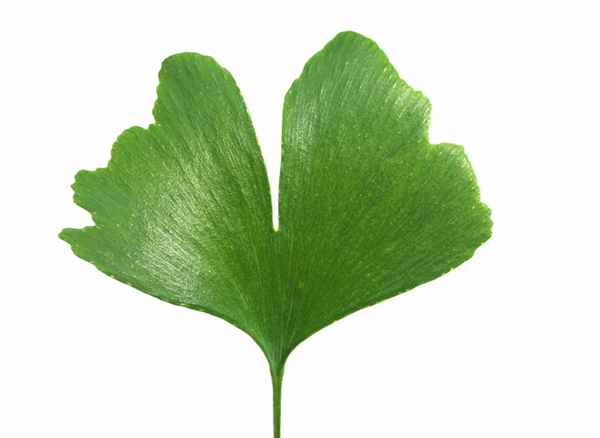 Ginkgo Biloba_2