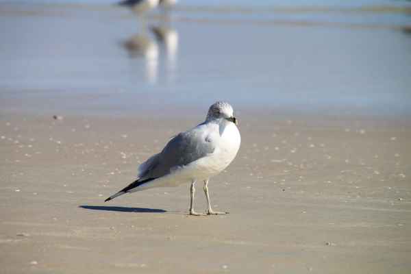 Möwe