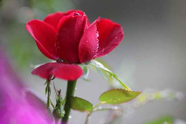 Rose nach kurzer Regendusche