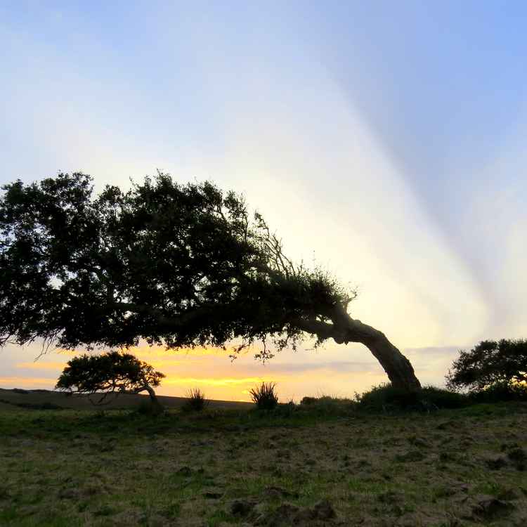 Korkeichen im Abendlicht