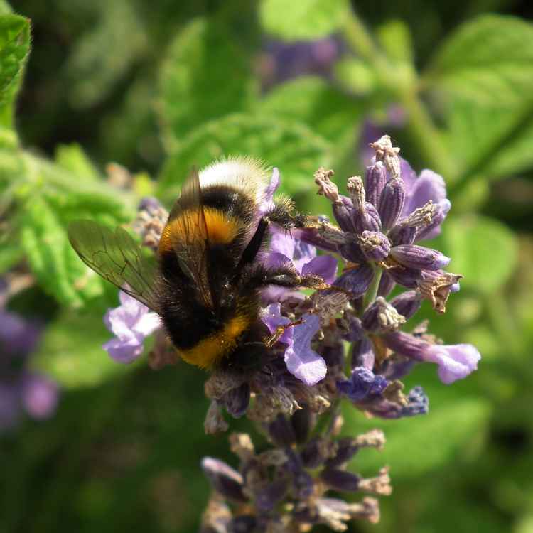 Hummel sitzt auf Flieder