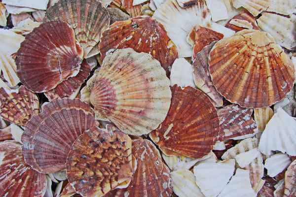 was übrig bleibt von Jakobsmuscheln...