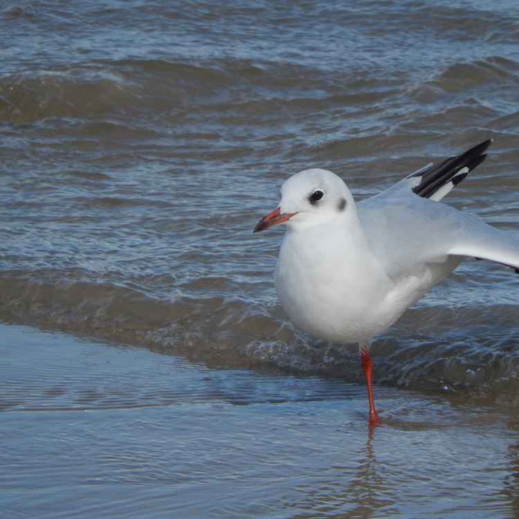 Mövenballett