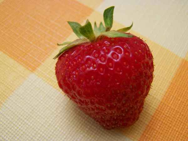 Erdbeere