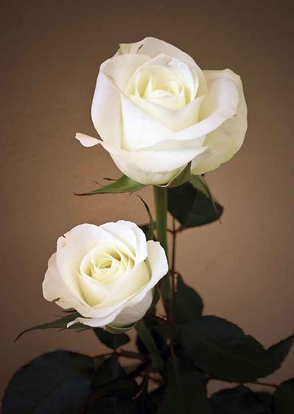 Edle Rose