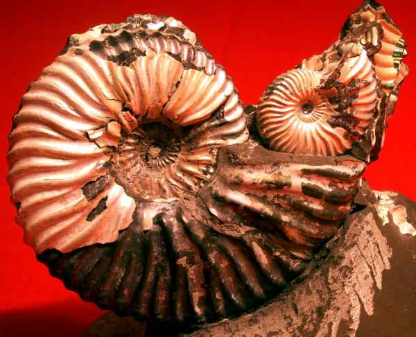 Ammoniten 2