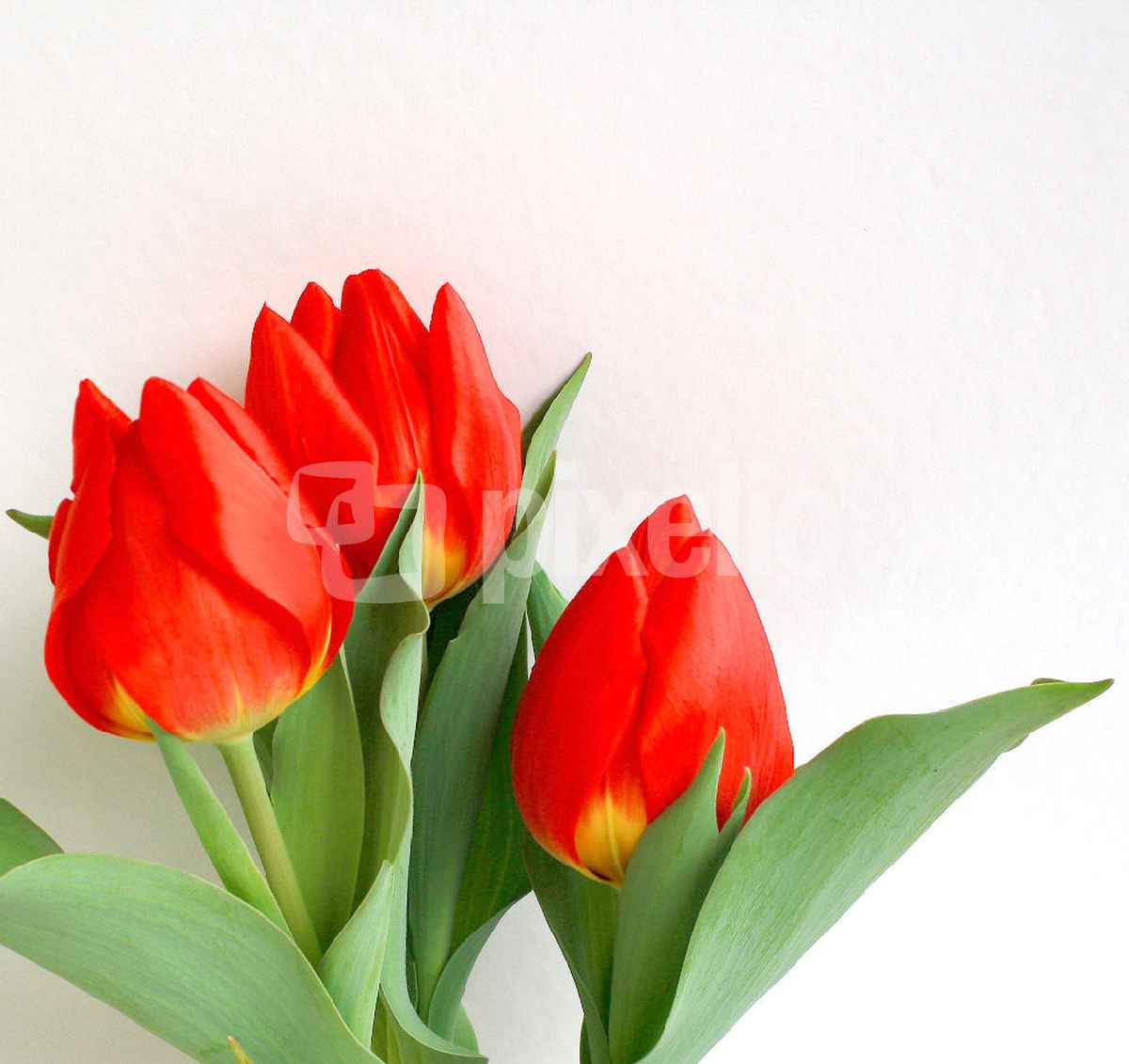 TULPEN-TRIO