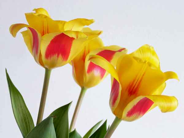 Tulpen-Trio_3