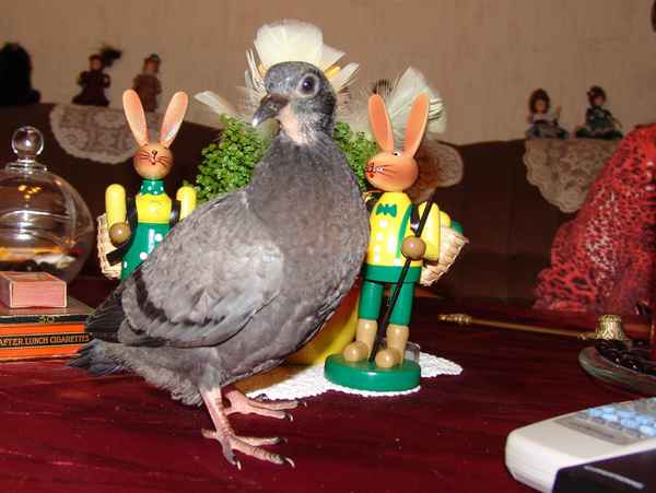 Frohe Ostern - 3 Wochen alte Taube