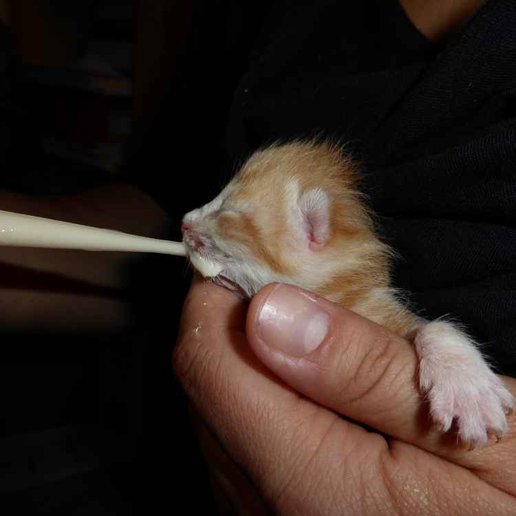 Hicks wird zugefütter