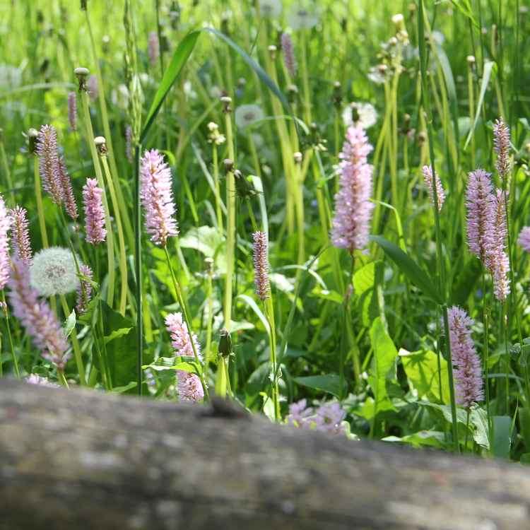 eine herrliche Sommerwiese