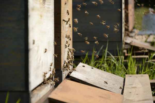 Bienenstock