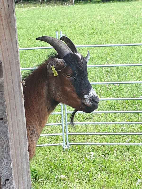 Braune Ziege