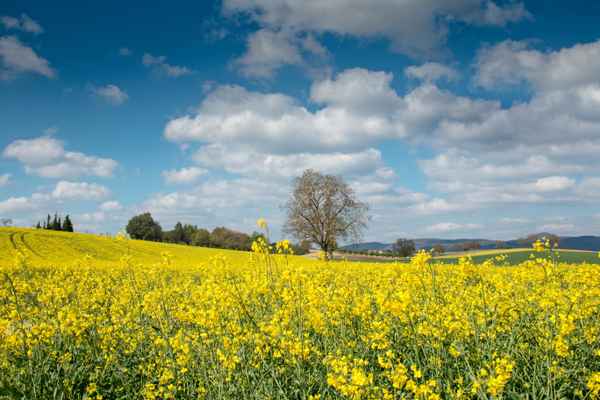 gelb blühende Felder ..2..
