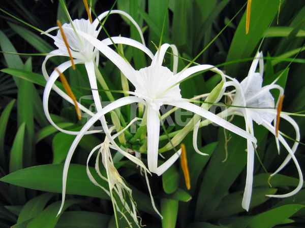 Tropische Blume