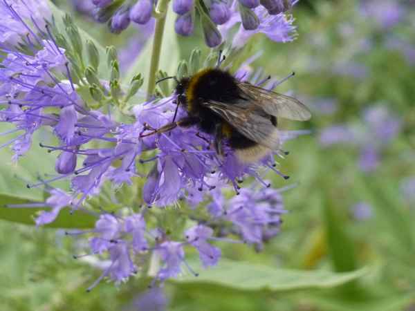 Hummel auf lila Blüte