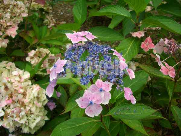 Hortensie