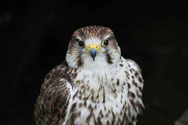 " ... Wer bist denn du?"