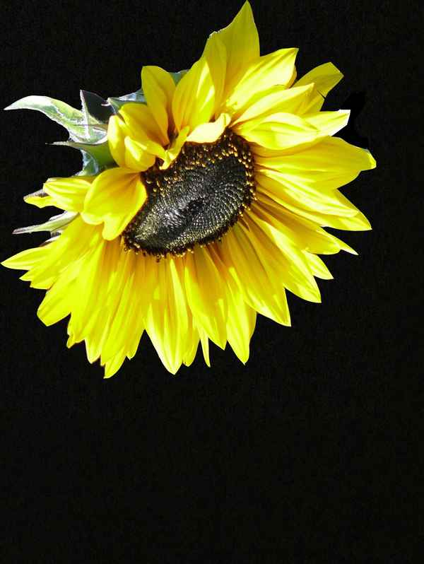 sonnenblume..