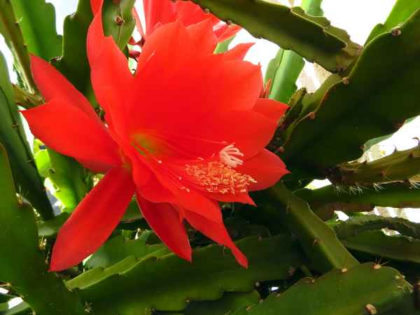 Kaktusblüte