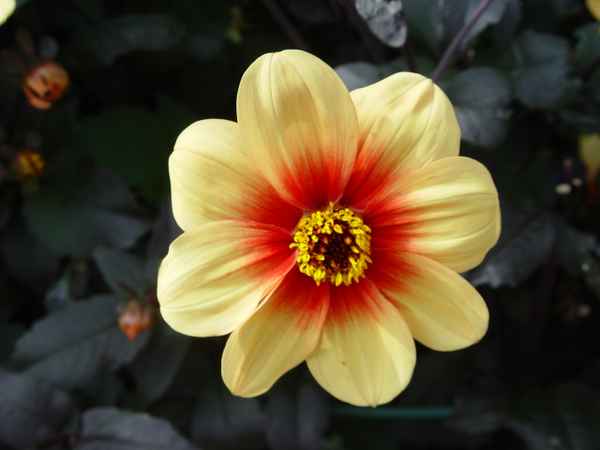 Einfache Dahlie