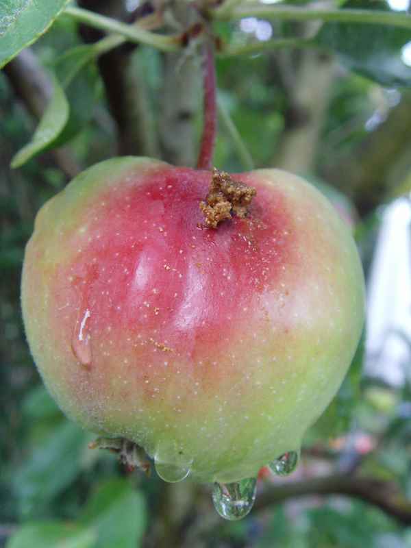 Apfel mit "Besuch" nach dem Regen