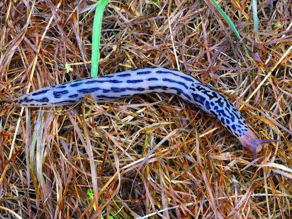 Gärtners Freund - ein Fleischliebhaber