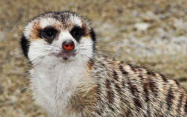 Erdmännchen