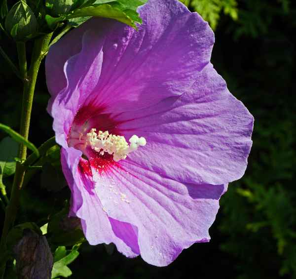 Hibiskus in lila