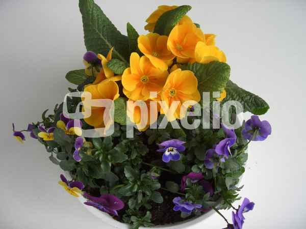 Primeln und Hornveilchen zu Ostern