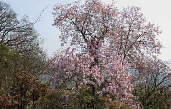 Magnolienbaum
