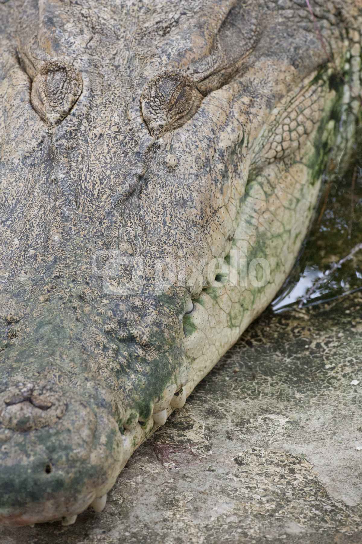 Vorstufe einer Handtasche