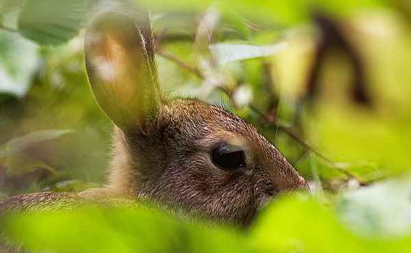 Hase versteckt sich