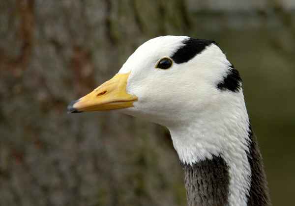 Streifen-Gans Portrait