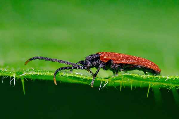 Kleiner Rotdeckenkäfer_1